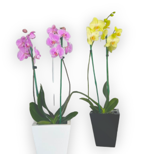 Maceta fibra de vidrio TOKIO 17cm alto