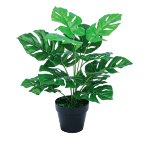 Monstera smallsize
