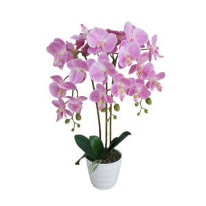 Orquídea