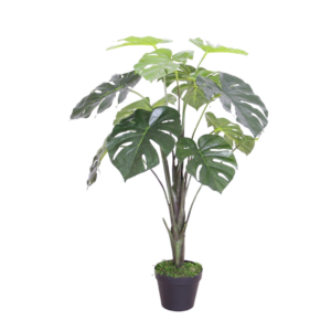 Monstera