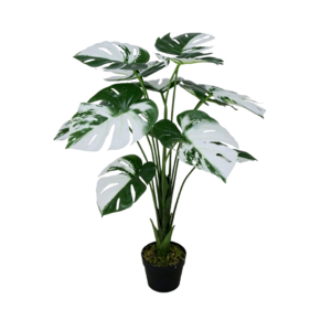 Monstera Variegata