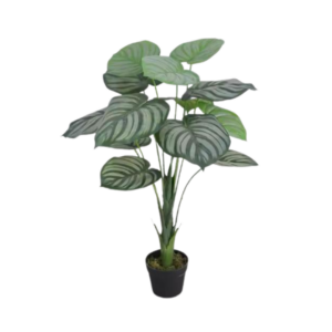 Calathea