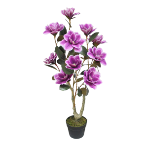 Magnolia
