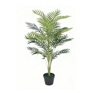 Palma Areca