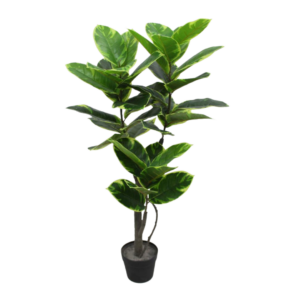 Ficus elástica 