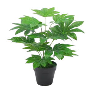 Aralia
