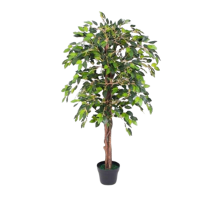 Ficus Benjamin