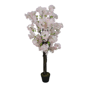 Cherry Blossom