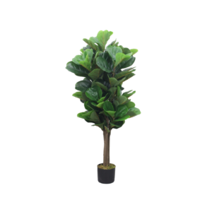 Ficus lyrata 