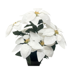 Poinsettia blanca