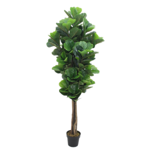 Ficus lyrata grande