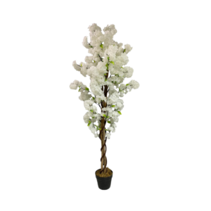 Cerezo Blanco