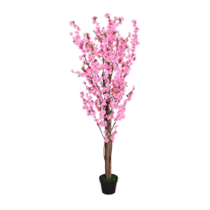 Cerezo Japonés