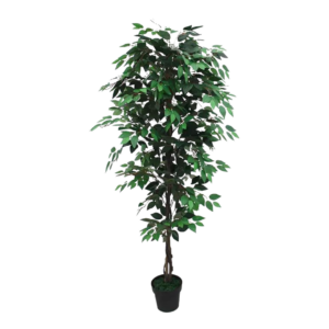 Ficus Verde