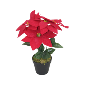Poinsettia roja
