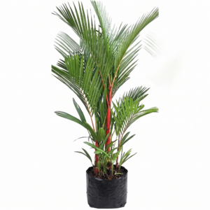 Palma Tallo Rojo