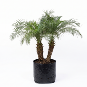 Palma Phoenix 2 Tallos