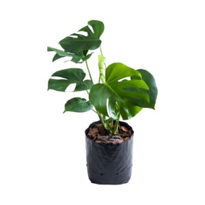 Monstera