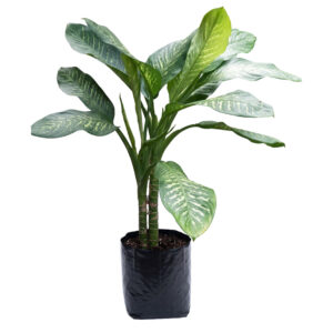 Planta Millonaria
