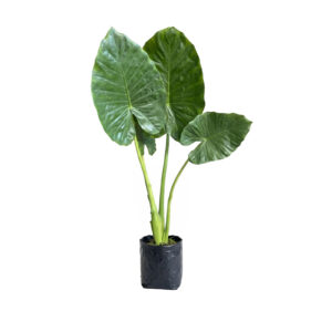 Planta Oreja de Elefante