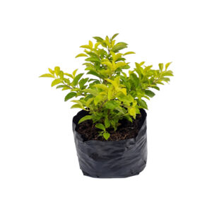 Duranta Gold