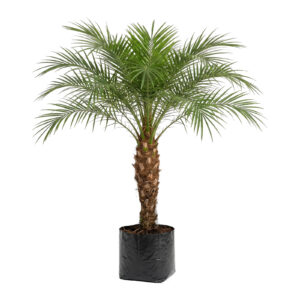 Palma Phoenix