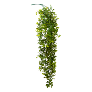 Rama Buxus